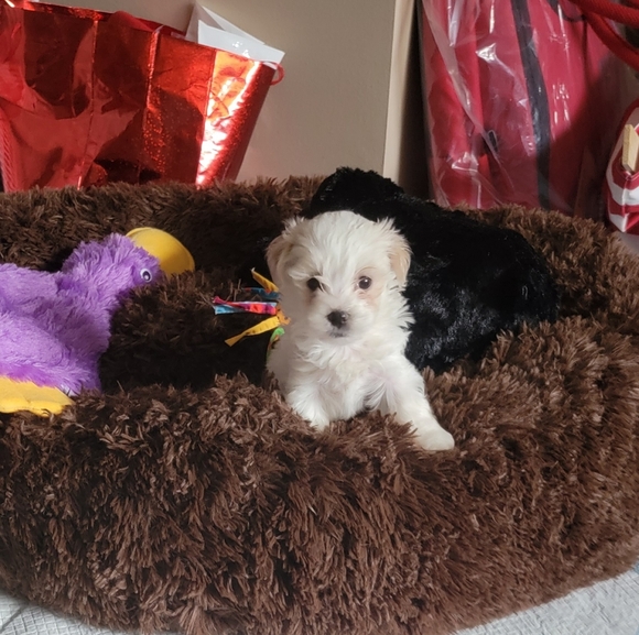 Meet your Posher, Pamela - Picture 1 of 1